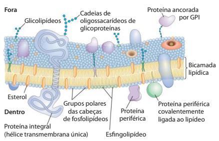 As proteínas podem ser divididas em três grupos: Periféricas: encontram-se sobre a face da membrana Ligadas, principalmente, por interações eletrostáticas