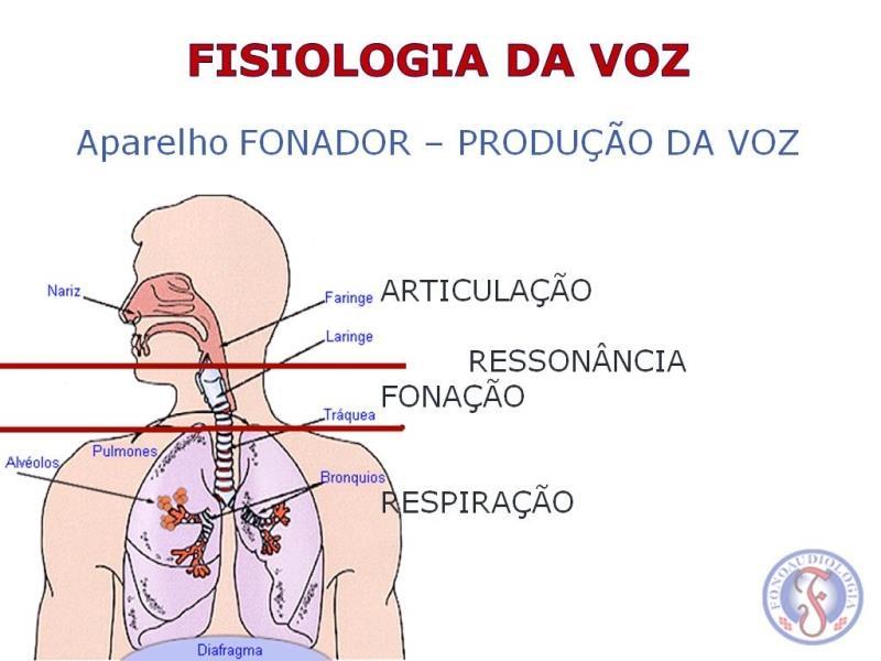 3. APARELHO FONADOR O aparelho fonador está dividido em três partes: