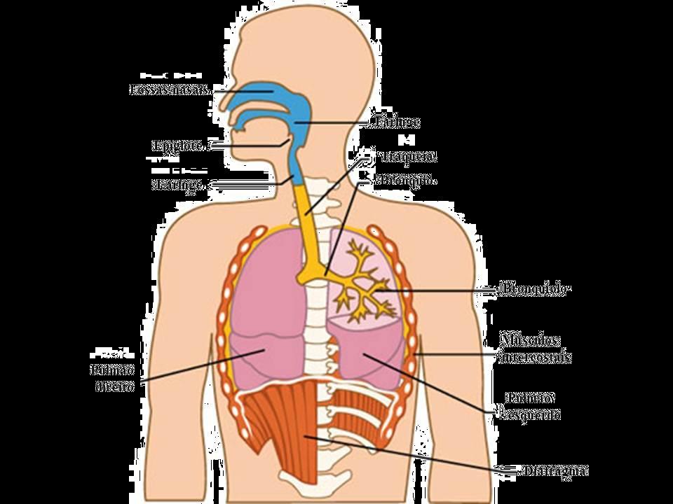 3. APARELHO FONADOR O sistema