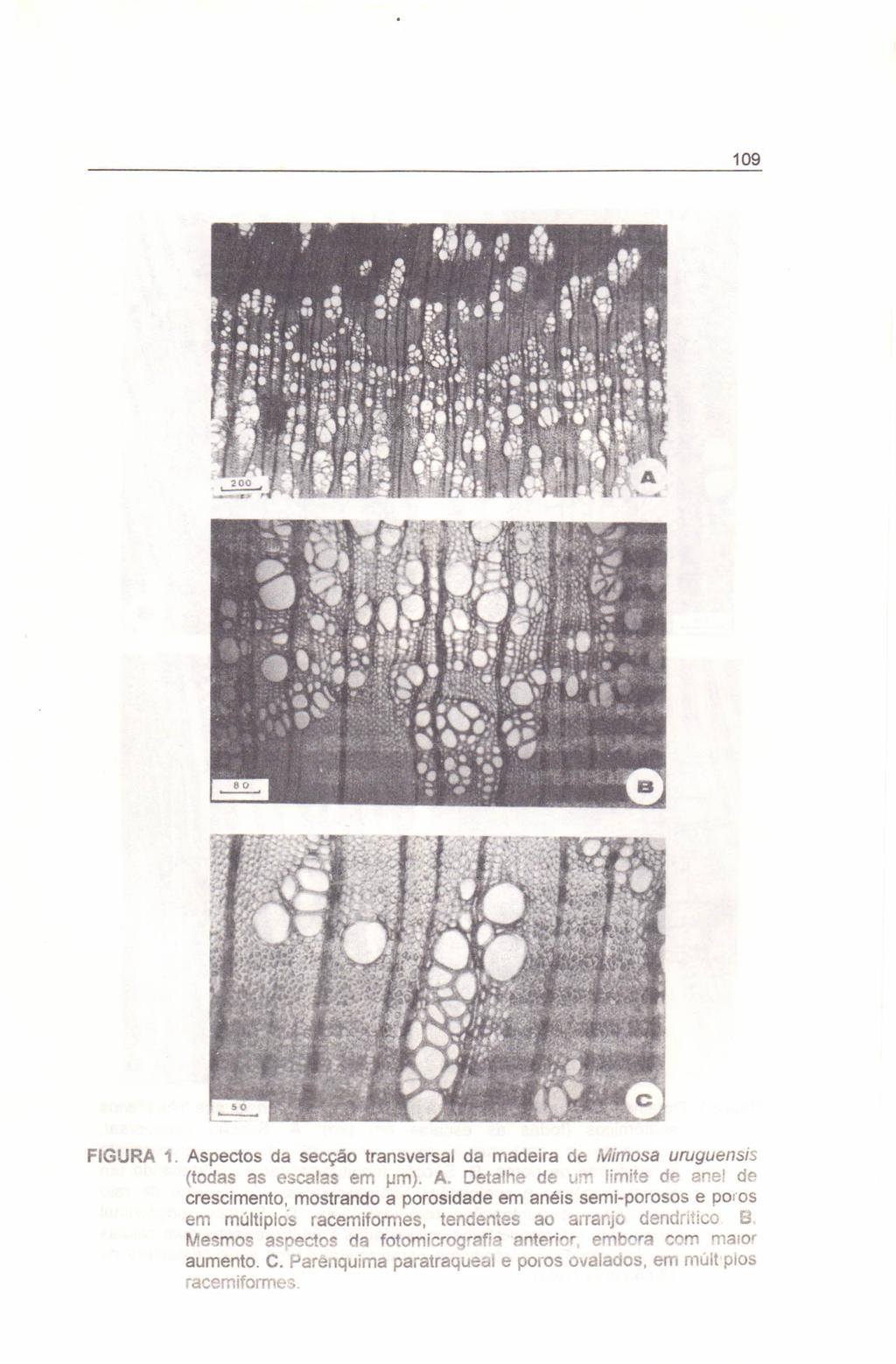 109 FIGURA 1. Aspectos da secção transversal da madeira de Mimosa uruçuensts (todas as escalas em I-Im).