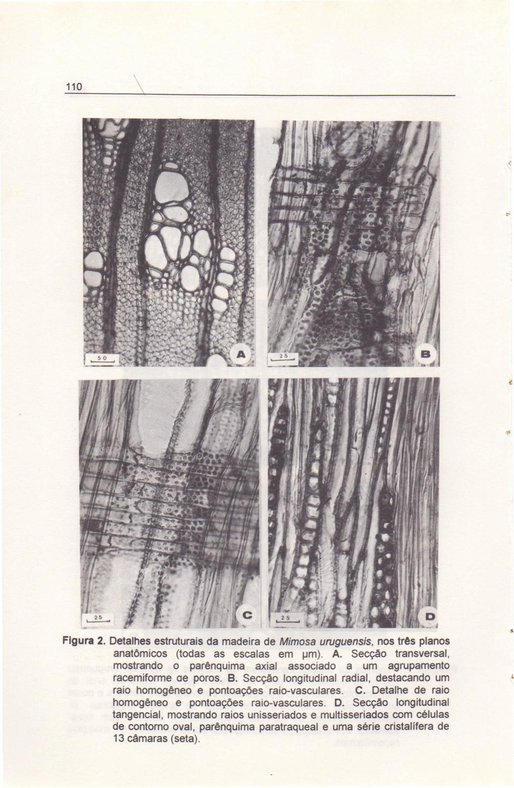 110 Figura 2. Detalhes estruturais da madeira de Mimosa uruguensis, nos três planos anatõmicos (todas as escalas em 11m). A.