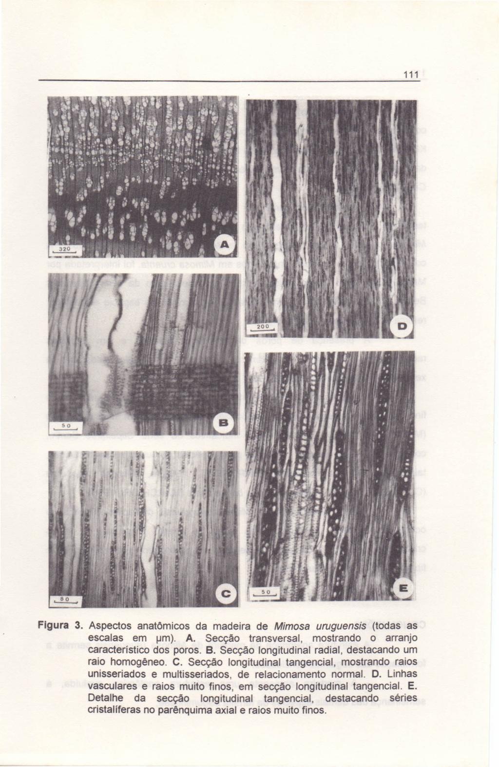 111 Figura 3. Aspectos anatõmicos da madeira de Mimosa uruguensis (todas as escalas em um). A. Secção transversal, mostrando o arranjo característico dos poros. B.