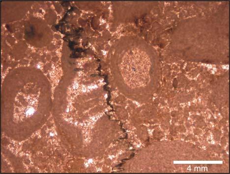 Figura 3. Estilolitos observados nas fácies compostas por rudstone oncolítico peloidal intraclástico, evidenciando que a rocha passou pelo ambiente diagenético de soterramento.
