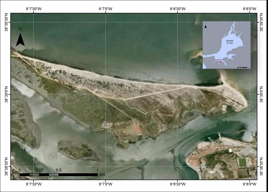 1. Termos de referência O presente relatório pretende descrever os trabalhos de campo efectuados durante a campanha CODEA I, realizada na Praia do Alfeite no dia 22 de Dezembro de 2009.