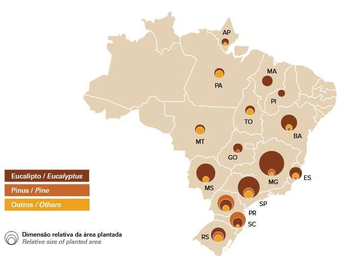 Florestas plantadas Área total: 7,8 milhões ha Brasil: potencial apícola enorme!