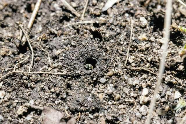 Abelhas sociais que nidificam no solo Bieira (Mourella caerulea) Estados de