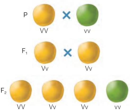 GENÓTIPO FENÓTIPO Proporção