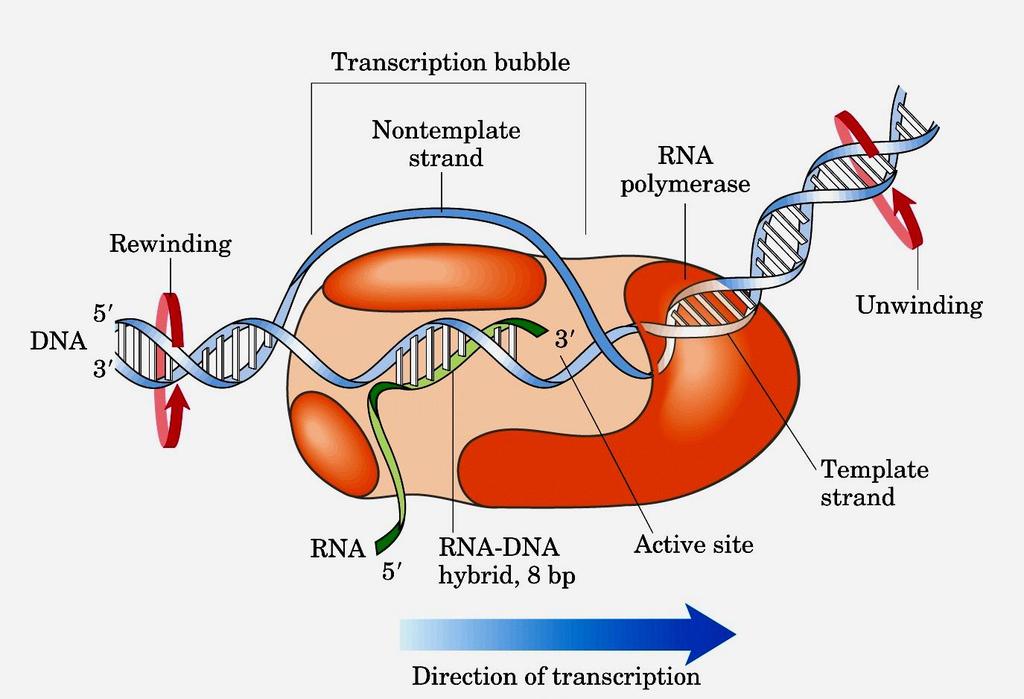 Bolha de transcrição RNA polimerase