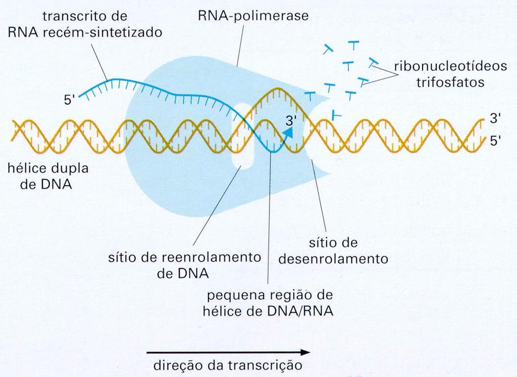 O RNA é transcrito