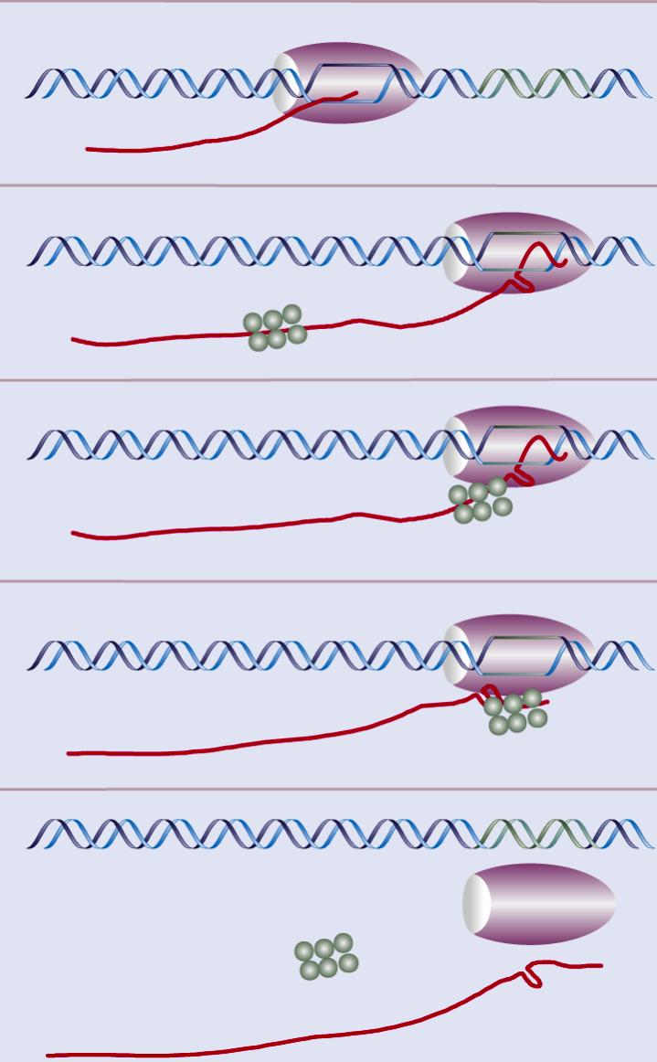 Terminação da transcrição dependente da proteína Rho Rho (46kDa, ativa como hexâmero) move-se ao longo do RNA acompanhando a RNA polimerase Com a pausa