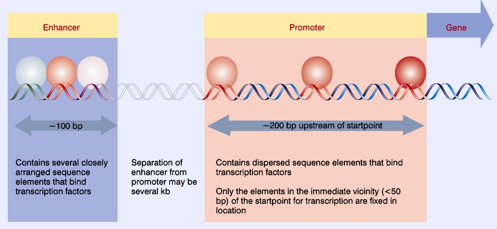 Estrutura típica de um gene