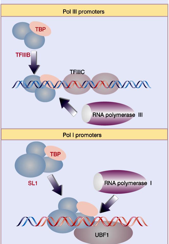 Promotores de genes transcritos pela RNApol III e I: A TBP também é