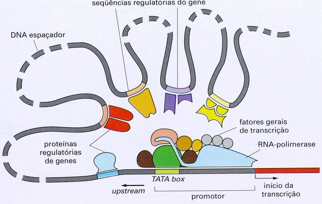 REGULAÇÃO GÊNICA Sequências e proteínas regulatórias Controle combinatorial:
