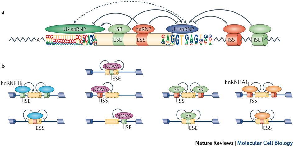 RNA: