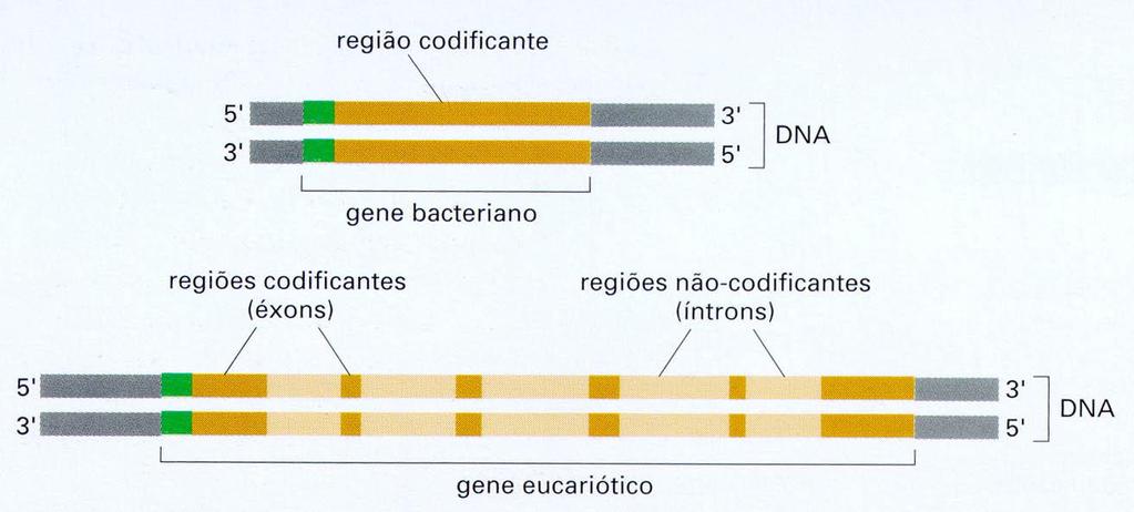 RNAs mensageiros