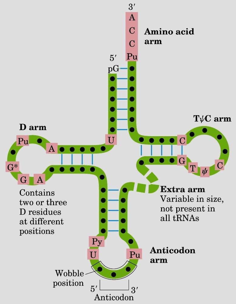 trna -Estrutura secundária com grampos e alças formando um