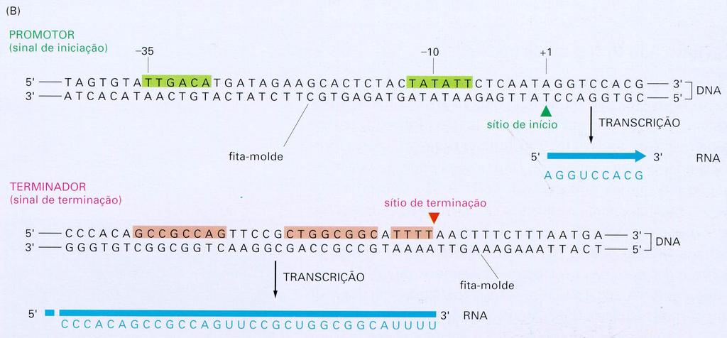 Transcrição de um gene