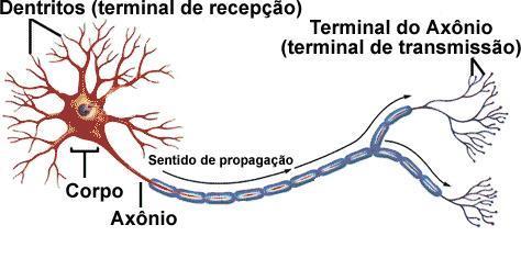 Neurônio - Célula especializada em transmitir PULSOS ELÉTRICOS; - Na aprendizagem,