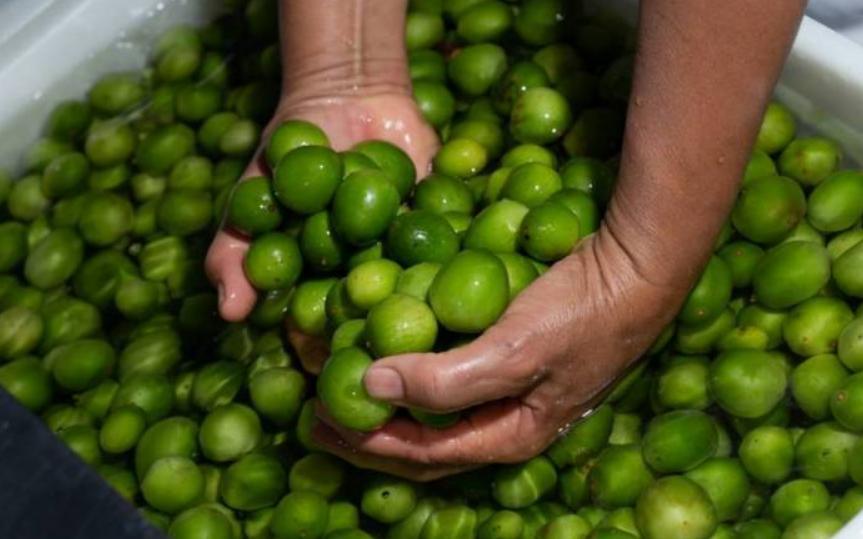 PE ganha floresta bio-econômica de umbu na Serra do Giz em Afogados da Ingazeira 22 mai, 2019 Mais de 700 mudas de spondias tuberosa, popularmente conhecida por umbu, serão entregues a agricultores e