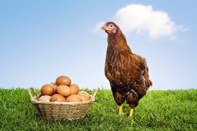 Exemplificando o Método Axiomático Quem veio primeiro, o ovo ou a galinha?