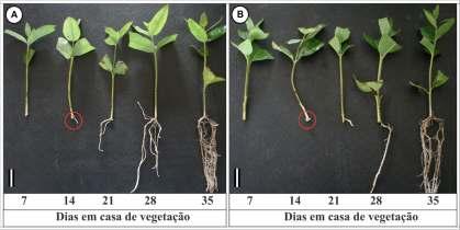 Porcentagem de miniestacas(a) e microestacas(b) enraizadas (PME), em dois clones de Eucalyptus urophyllax E. globulus(c04 e C16) e dois de Eucalyptusurophyllax E.