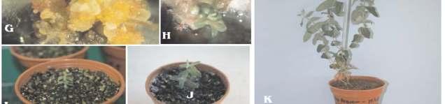 (D) and (E) Examples of Cotyledon-stage primary somatic embryos.