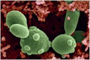 Gênero Saccharomyces Saccharomyces boulardii Leveduras de origem não humana (frutas) Não fazem parte da microbiota humana normal Aeróbias Temperatura de crescimento ótimo é 30ºC Crescem