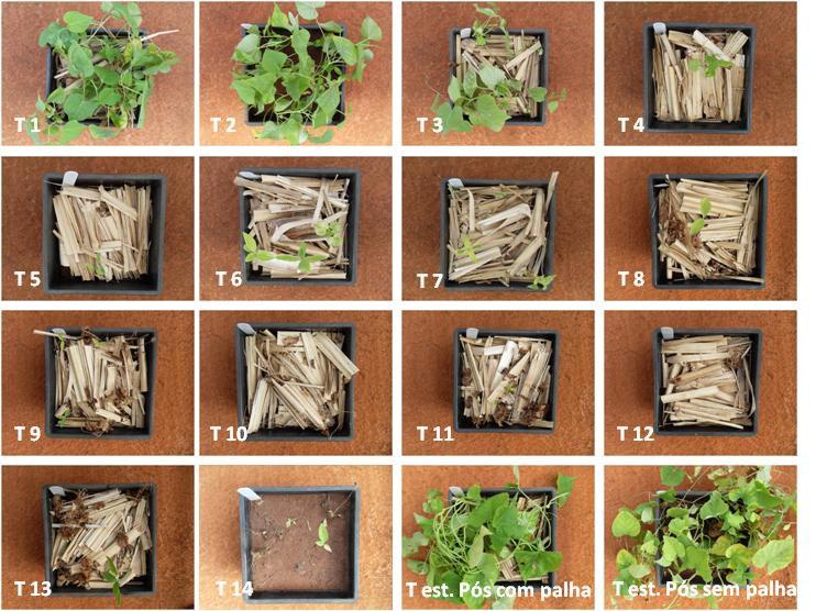 50 Figura 5. Tratamentos com Ipomoea grandifolia e Euphorbia heterophylla ao final do ensaio (35 DAA).
