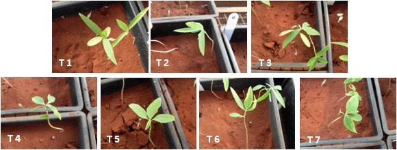 54 Figura 7. Tratamentos com Euphorbia heterophylla ao final do ensaio (21 DAA).