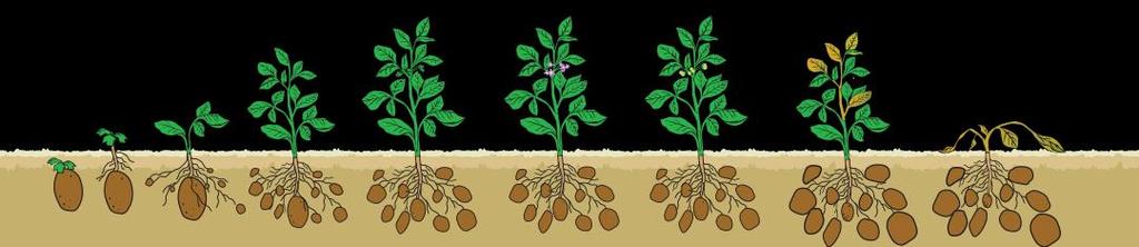 Existência de Plantas Sequestro de Carbono Balanço ANUAL de biomassa 0 Em culturas de ciclo curto (anual), a perda de biomassa