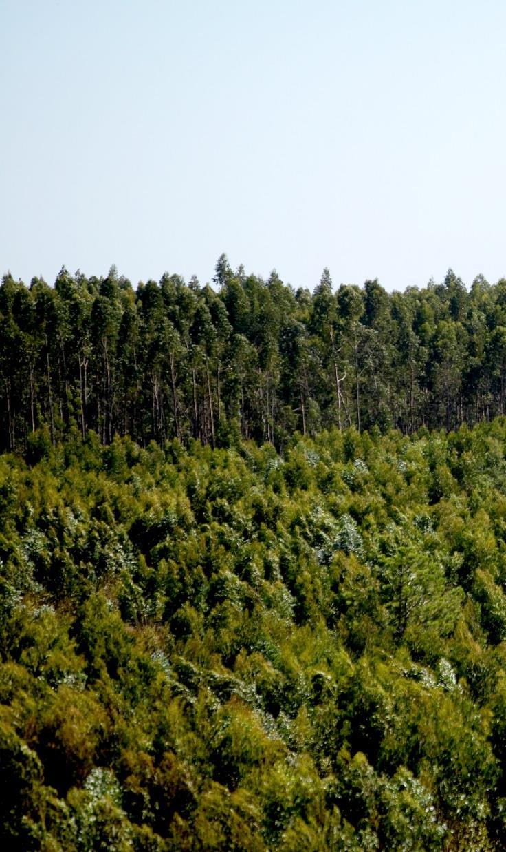 NOVA CALDEIRA BIOMASSA DA FIGUEIRA Investimento aproximadamente de 55