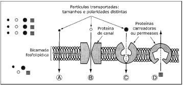 Questão 29: A figura abaixo trata-se de uma representação esquemática da passagem de partículas de soluto através da membrana plasmática. Sobre o assunto, assinale o que for correto.