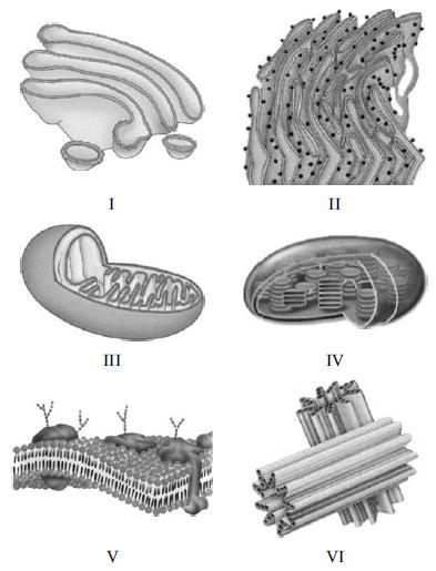 Tendo como referência as figuras de I a VI acima, que representam organelas e estruturas celulares, julgue os itens a seguir.
