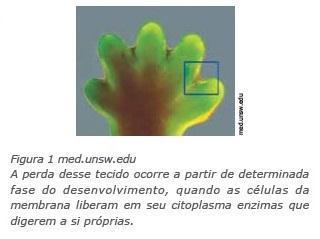 A principal organela participante desse processo de destruição celular é denominada: A) Lisossomo B) Peroxissomo C) Complexo de Golgi D) Retículo endoplasmático rugoso Questão 7: Em uma pesquisa, um