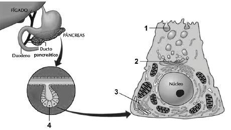 A) ribossomo. B) lisossomo. C) peroxissomo. D) complexo golgiense.