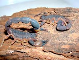 Principais espécies causadoras de acidentes Tityus serrulatus (escorpião amarelo) Possui a coloração marrom, possui o tronco escuro, pernas e palpos com manchas escuras e cauda marrom-avermelhado.