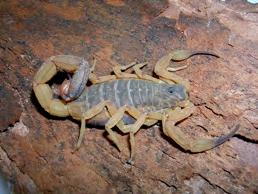 Tem sua presença registrada nas regiões sul, sudeste e centro-oeste do Brasil. Tityus stigmurus (escorpião amarelo do Nordeste) Possui as pernas e cauda amarelo-clara, e o tronco escuro.