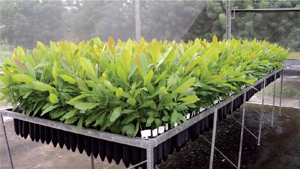 Plantas do porta-enxerto de cajueiro-anão-precoce CCP 06, aos 30 dias após a semeadura.