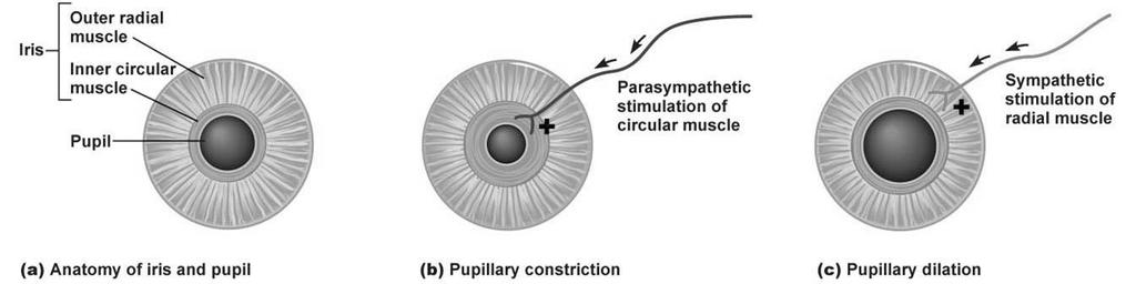1 INTRODUÇÃO 1.1 Fenilefrina como colírio oftálmico 1.1.1 Mecanismo de ação 1.1.1.1 Motilidade pupilar A pupila é uma abertura existente no centro da íris, normalmente de forma circular, através da qual a luz chega até à retina.