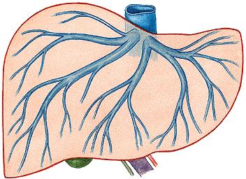 Veias Hepáticas Veia