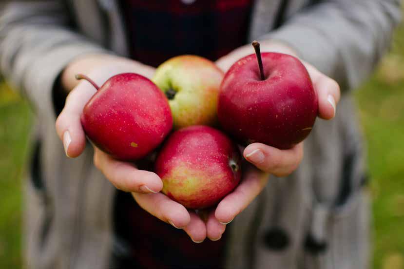 Maçã A alta concentração de minerais, fibras e vitaminas, faz dessa fruta uma campeã quando a ideia é desintoxicar. Limpa o corpo, previne doenças e ajuda a eliminar metais pesados.