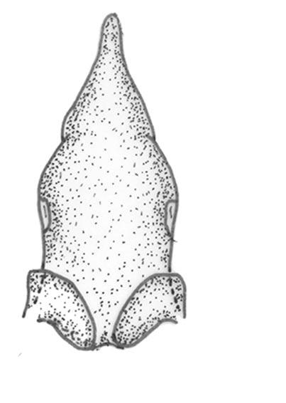 Myscelus pardalina yacutinga - genitália masculina (DZ 8.894). 16. Vista dorsal do tegumen e uncus. 17.
