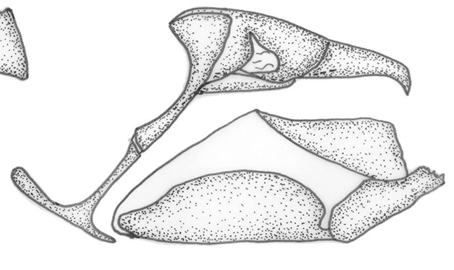 Vista lateral esquerda do tegumen, saco, braços ventrais do tegumen e dorsais do saco, uncus, gnathus e interna