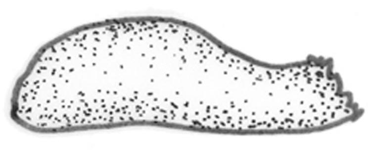 Myscelus pardalina pardalina, Bolívia (OM 25.