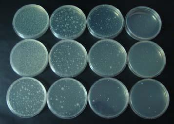 Os resultados obtidos no ensaio microbiológicos não atingiram os resultados esperados de acordo com a Norma JIS Z 2801 [7], podendo ser por alguma contaminação presente no processo de injeção, por