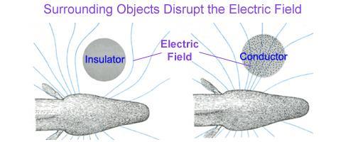 Eletrorrecepção Configuração de um campo elétrico depende da condutividade dos arredores e é