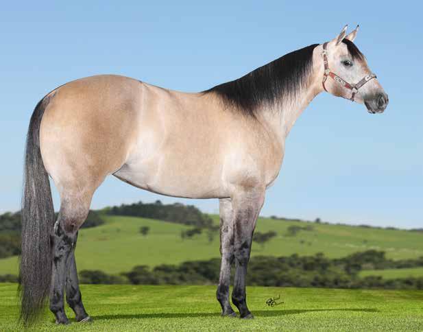 Adjailson Paiva, um dos melhores cavalos de direita na Vaquejada na atualidade, filho do grande campeão e produtor de campeões de Vaquejada o inesquecível ETERNALY STEEL.