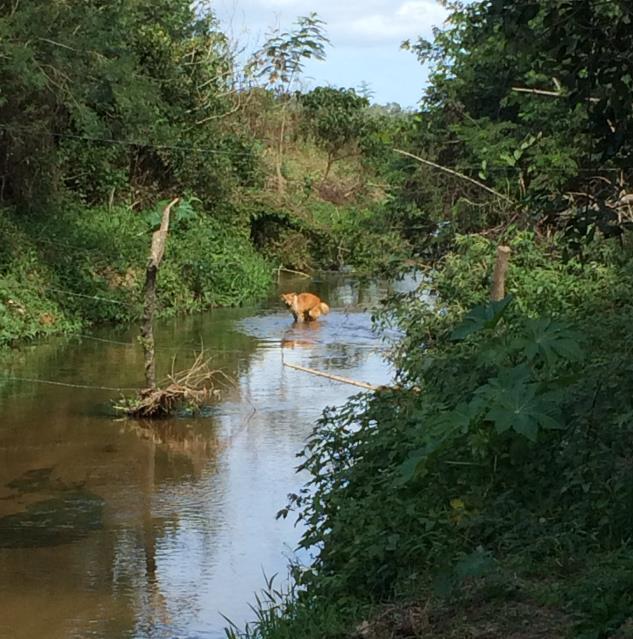Figura 52: Ponto 10: Cachorro defecando nas águas do rio Indaiaçú.