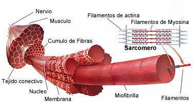 Músculo ESQUELÉTICO É um pacote formado por longas fibras.