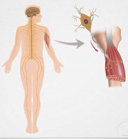 Sistema Muscular Cada músculo possui o seu nervo motor, o qual divide-se em muitos ramos para poder controlar todas as células do músculo.